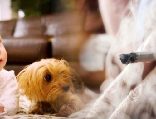 Tobacco and Pets Health